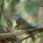 Spot-backed Antshrike, Hípica as Gaivotas, São Paulo, Brazil, Sept 2000 - click for larger image